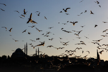 Istanbul cityscape - Suleymaniye Mosque with a flock of birds