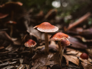 Mushroom in the forest