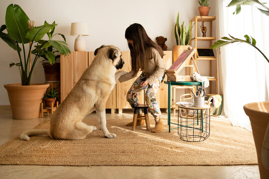 Dog giving paw to girl in living room