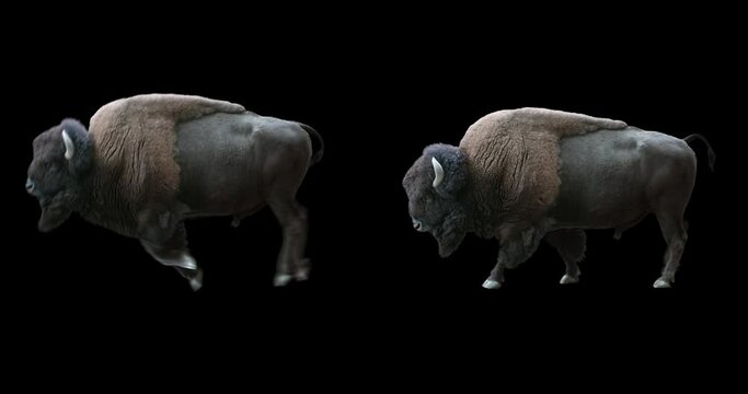Set of American Bison realistic animation. Isolated animal video including alpha channel allows to add background in post-production. Element for visual effects
