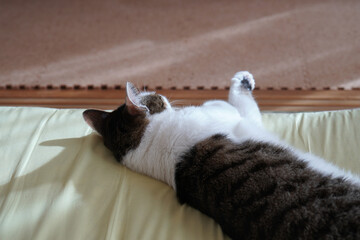 Fototapete bei efototapeten.de bestellen   