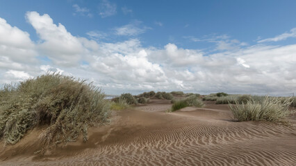 landscape of a beach with dunes with native vegetation and blue sky with white clouds