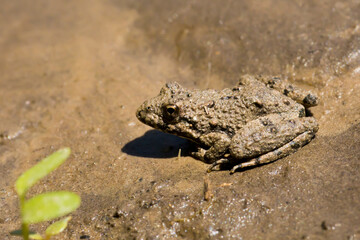 Toad in the sand close up