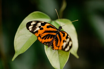 Closeup of Isabella's Longwing Butterfly