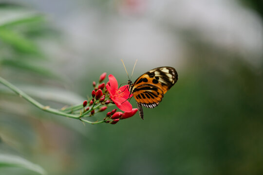 Butterfly Drinking Nectar from Flower