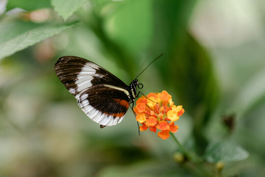 Butterfly Sitting on Flower