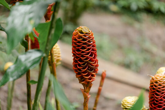 Closeup of Shampoo Ginger