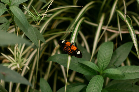 Adorable Little Orange and Black Butterfly in Lush Plants