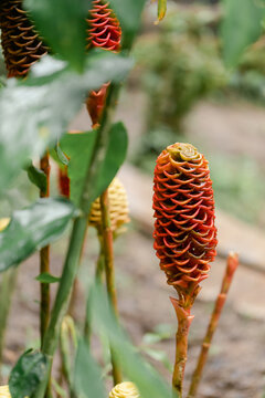 Wild Ginger Plant in Ecuador