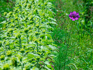 今年もヒマワリの季節がやってきた！