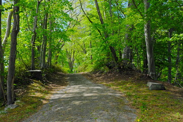 Fototapeta premium 美しい公園