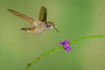 hummingbirds Ecuador - 504481311