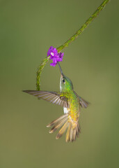 hummingbirds Ecuador - 504481312