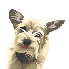 west highland white terrier - obrazy, fototapety, plakaty