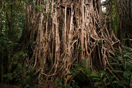 Big old fig tree roots in rainforest