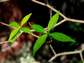A green leaves with star shaped on its twig at a botanical garden in close up.