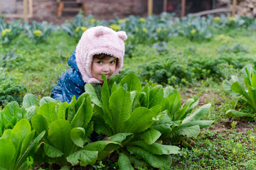 little girl picking lettuce bio in the garden