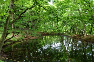 爽やかな新緑に癒されながら散策する　初夏の風景　みかもやま