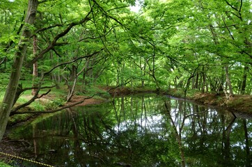 爽やかな新緑に癒されながら散策する　初夏の風景　みかもやま