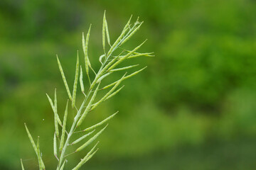 花の後はアブラナの種がびっしり