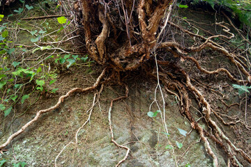 日本の石切り場跡の石壁に生える木の根っこ - obrazy, fototapety, plakaty