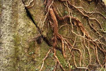日本の石切り場跡の石壁に生える木の根っこ - obrazy, fototapety, plakaty