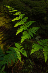 fern leaf in the rainforest © Ric