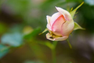 お花好きに大人気のバラの花