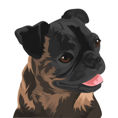 english bulldog portrait