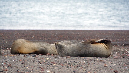 Antarctic fur seals (Arctocephalus gazella) lying on the beach at Whaler's Bay on Deception Island,...