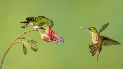 hummingbirds Ecuador - 504485728