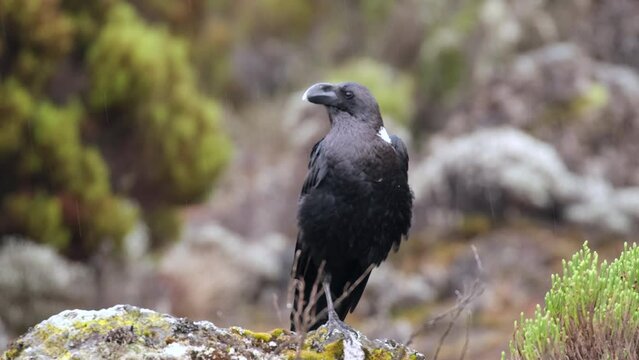 White-necked raven sits on a stone and looks around during the rain at the Shira camp, hiking Mount Kilimanjaro