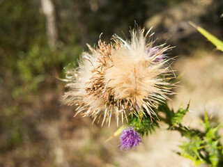 Fluffy brown buds of wild thistle in summer at a forest.