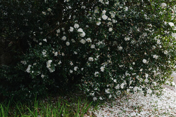 A tree with white flowers on the side of the road.