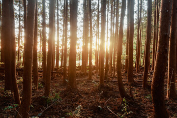 The sunset shines through the trees in the forest.