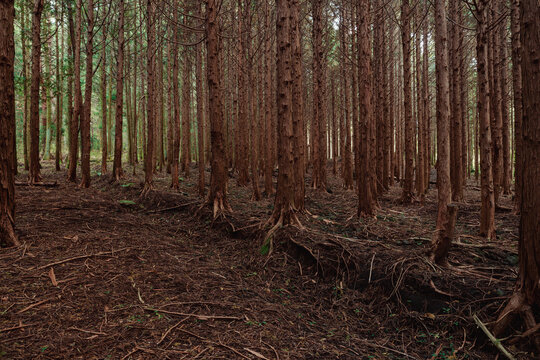 Trees in the forest are growing densely.