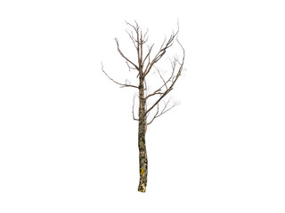 Leafless Dry dead tree isolated on white background.