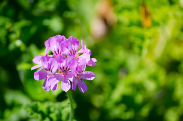 Beautiful purple petal flower in a spring season at a botanical garden.