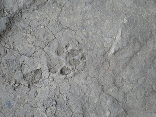 closeup of dog footprints on the ground.