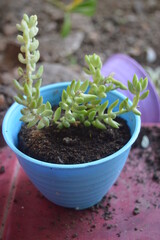 ornamental plant Cactus grape or Sedum morganianum in a small blue pot, grape cactus including vascular plants and can produce seeds