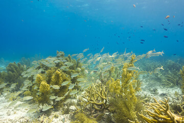 A school of fish swim through coral in the blue water off the island of Bonaire in the Caribbean