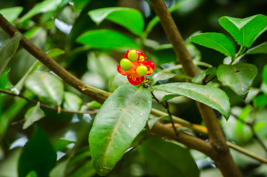 Mickey mouse plant red flower with its green seeds in a spring season at a botanical garden.