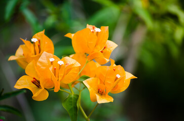 Close up beautiful orange Bougainvillea flower in a spring season at a botanical garden.