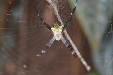 a spider with the scientific name Argiope appensa, a species of spider in the family Araneidae, in a web