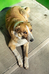Stray dog lies near entrance to store. Animal without home.