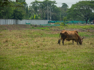 Alone Brown ox get feeding on green field at rural of Thailand.