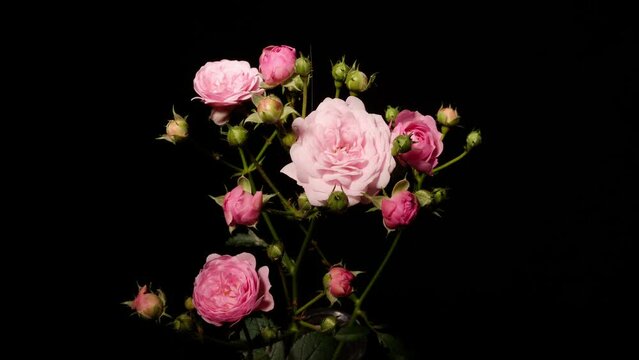 Time lapse footage of the blooming of beautiful pink rose flowers from bud to full blossom, isolated on black background close up view.