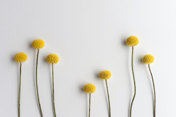 Cheerful round yellow flowers