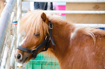 Cute brown dwarf horse in close up.