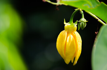 Obraz premium Yellow climbing ylang-ylang flowers in a summer at a botanical garden.